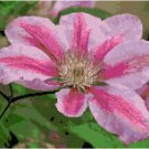 Deep Rose Striped Laveder Pink Clematis Pattern Chart Graph