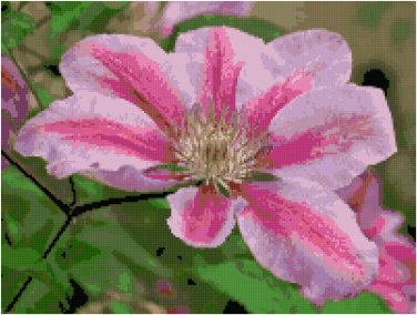 Deep Rose Striped Laveder Pink Clematis Pattern Chart Graph