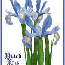 Dutch Iris Pattern Chart Graph