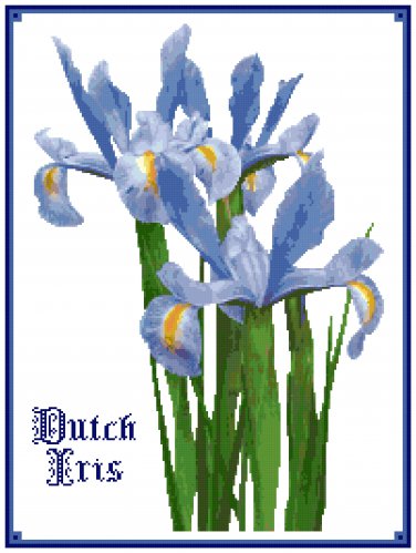 Dutch Iris Pattern Chart Graph