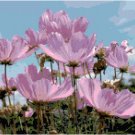 Pretty Meadow of Lavender Cosmos Blooms Pattern Chart Graph Pretty Meadow of Lavender Cosmos Blooms Pattern Chart Graph