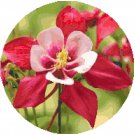 Awesome Red Columbine Blossom Pattern Chart Graph
