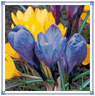 Blue and Yellow Crocus Pattern Chart Graph
