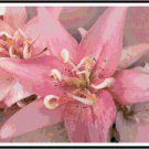 Gorgeous Pink Lilies Pattern Chart Graph
