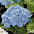 Gorgeous Blue Hydrangea Bloom Pattern Chart Graph