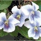 Dainty Spring Violets Pattern Chart Graph Dainty Spring Violets Pattern Chart Graph