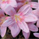 Springtime Burst of Crocus Blossoms Pattern Chart Graph