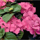 Striking Raspberry Colored Hydrangeas Pattern Chart Graph Striking Raspberry Colored Hydrangeas Pattern Chart Graph