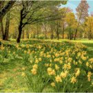 Where the Daffodils Bloom Pattern Chart Graph