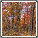 Donald's Woods, Dane County, WI. Pattern Chart Graph