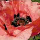 Salmon Pink Poppy Blossom Pattern Chart Graph