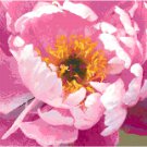 Gorgeous Full Pink Peony Bloom Pattern Chart Graph