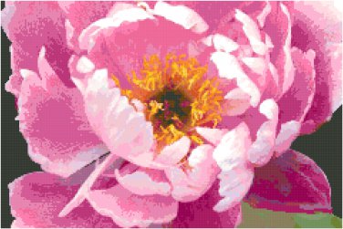 Gorgeous Full Pink Peony Bloom Pattern Chart Graph