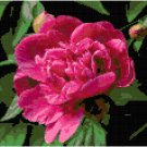 Fuschia Peony Blossom Pattern Chart Graph Fuschia Peony Blossom Pattern Chart Graph