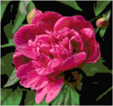 Fuschia Peony Blossom Pattern Chart Graph