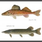 Walleyed Pike and Northern Pike Pattern Chart Graph