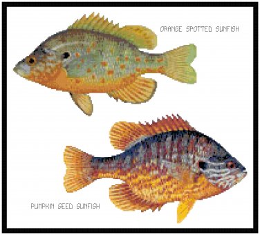 Orange Spotted Sunfish and Pumpkin Sunfish Pattern Chart Graph