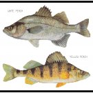 White and Yellow Perch Pattern Chart Graph White and Yellow Perch Pattern Chart Graph