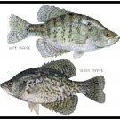 White and Black Crappie Pattern Chart Graph White and Black Crappie Pattern Chart Graph