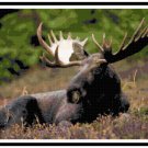 Bull Moose Resting in the Sun Pattern Chart Graph Bull Moose Resting in the Sun Pattern Chart Graph