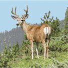 Mule Deer in Colorado Pattern Chart Graph