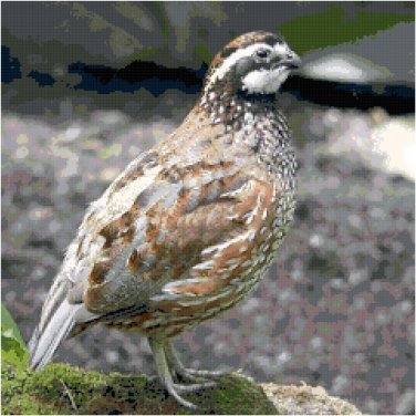 Bobwhite Quail Pattern Chart Graph
