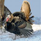 Wild Turkey Pattern Chart Graph