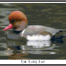 Male Ruddy Duck Pattern Chart Graph