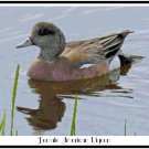 Female American Wigeon Duck Pattern Chart Graph