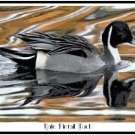 Male Pintail Duck Pattern Chart Graph
