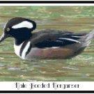 Male Hooded Merganser Duck Pattern Chart Graph