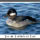 Female Bufflehead Duck Pattern Chart Graph