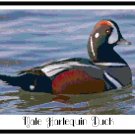 Male Harlequin Duck Pattern Chart Graph