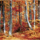 A Walk into Autumn Pattern Chart Graph