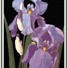 Lavender Iris Pattern Chart Graph Lavender Iris Pattern Chart Graph