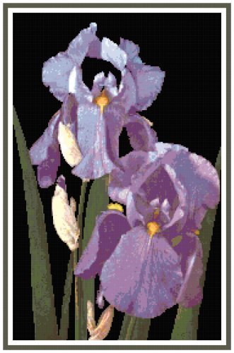 Lavender Iris Pattern Chart Graph