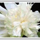 Ivory Silk Peony Cross Stitch Pattern Chart Graph Ivory Silk Peony Cross Stitch Pattern Chart Graph