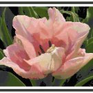 Simple Beauty Cross Stitch Pattern Chart Graph