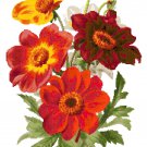 Dahlias Pattern Chart Graph