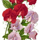 Summer Sweetpeas Pattern Chart Graph