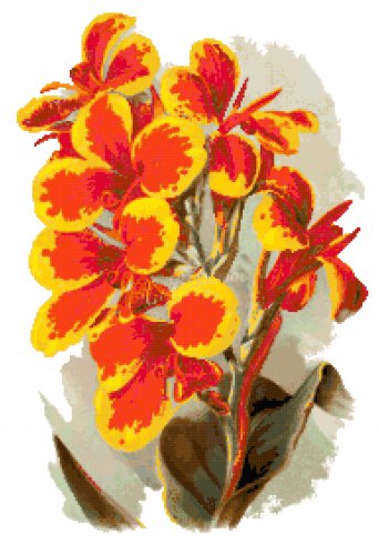 Canna Flowers - Charlotte Pattern Chart Graph