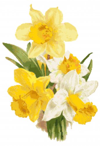 Empress and Emperor Narcissus Pattern Chart Graph