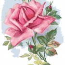 Beautiful Pink Rose Blossom Beautiful Pink Rose Blossom