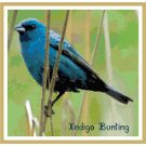 Indigo Bunting Pattern Chart Graph