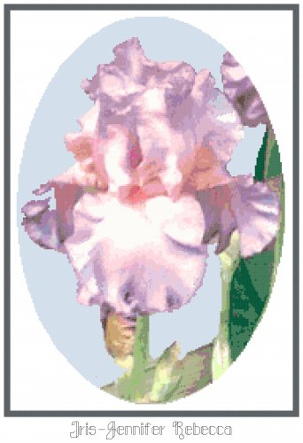 Iris - "Jennifer Rebecca" Pattern Chart Graph