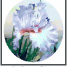 Iris - "Destination Fabulous" Pattern Chart Graph