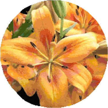 Golden Morning Daylily Pattern Chart Graph