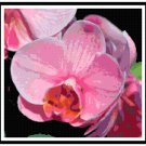 Rose Pink Orchid Blossom Pattern Chart Graph
