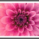 Stunning Hot Pink Dahlia Blossom Pattern Chart Graph