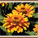 King Midas Touch Zinnia Blossoms Pattern Chart Graph